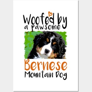 Bernese Mountain Dog Face Posters and Art